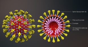 Coronavirus, tutto quello che c’è da sapere